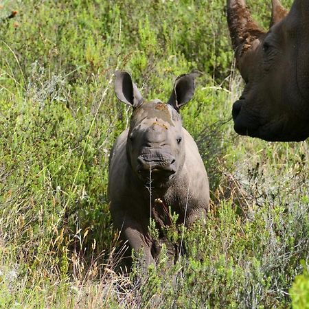 Safari Lodge - Amakhala Game Reserve ภายนอก รูปภาพ