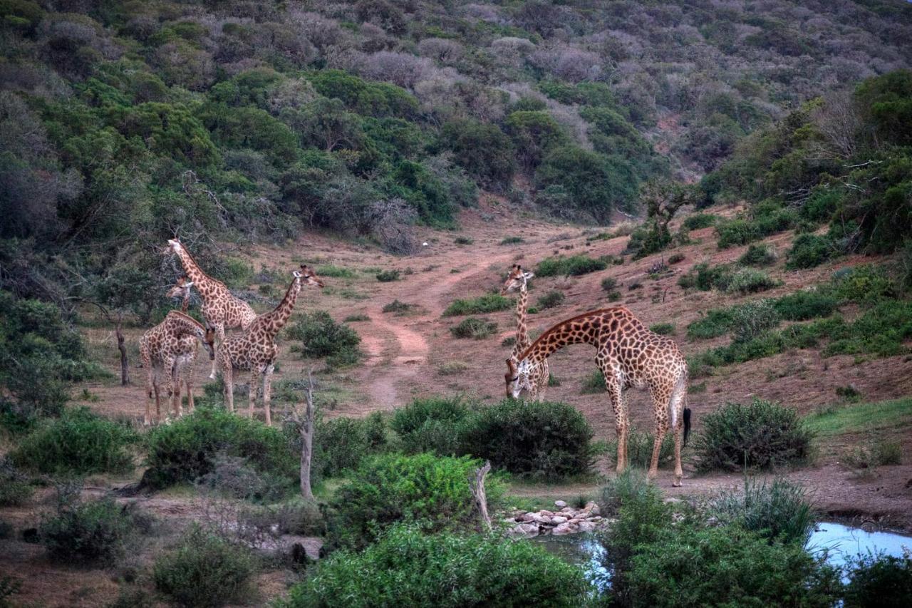 Safari Lodge - Amakhala Game Reserve ภายนอก รูปภาพ