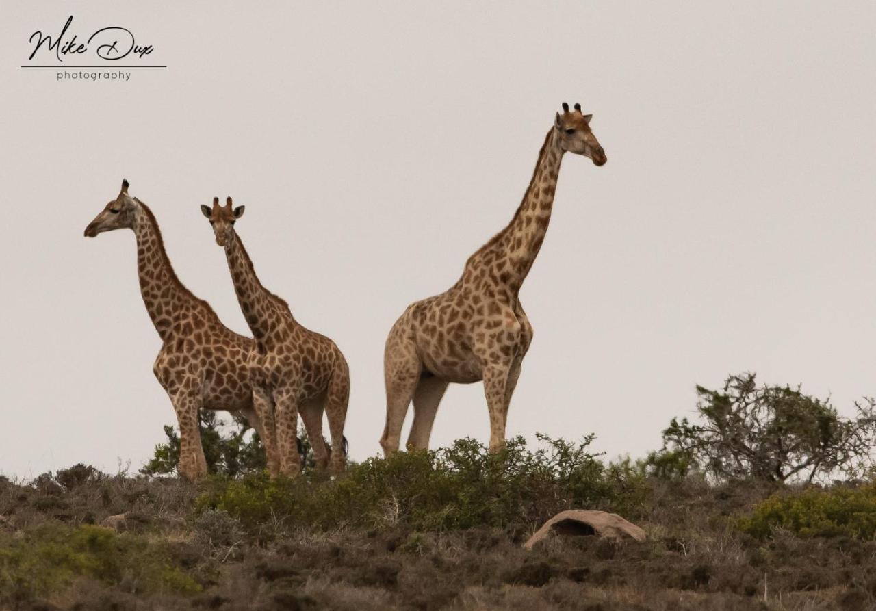 Safari Lodge - Amakhala Game Reserve ภายนอก รูปภาพ