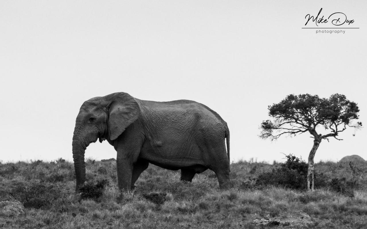 Safari Lodge - Amakhala Game Reserve ภายนอก รูปภาพ