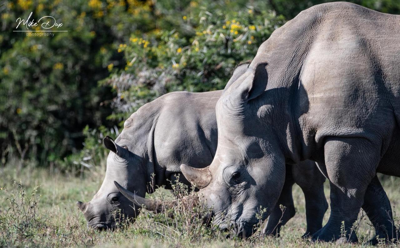 Safari Lodge - Amakhala Game Reserve ภายนอก รูปภาพ