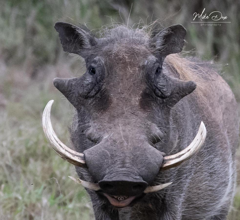 Safari Lodge - Amakhala Game Reserve ภายนอก รูปภาพ