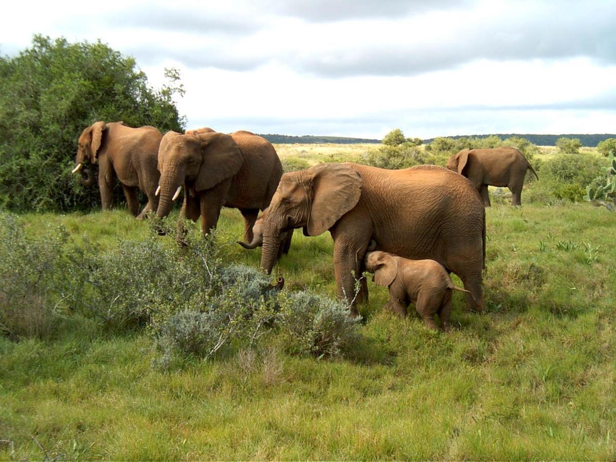 Safari Lodge - Amakhala Game Reserve ภายนอก รูปภาพ