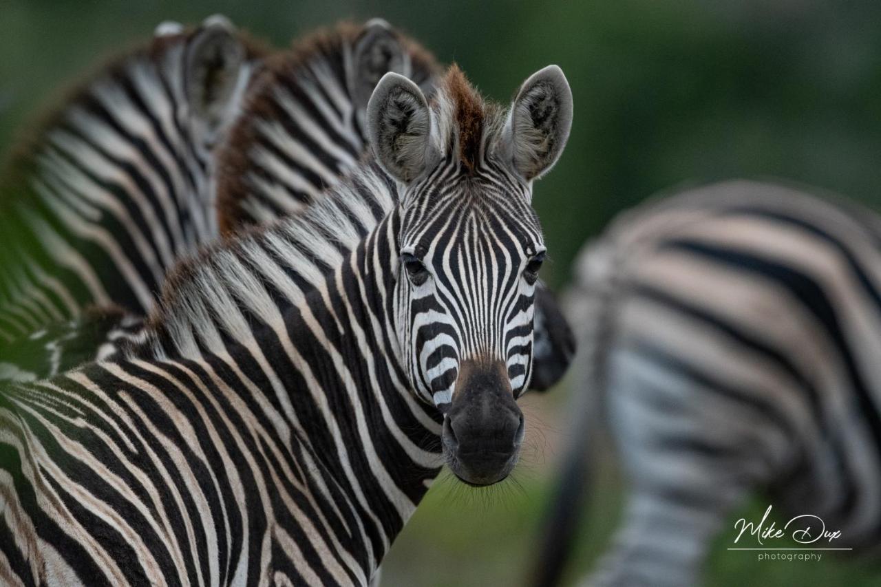Safari Lodge - Amakhala Game Reserve ภายนอก รูปภาพ