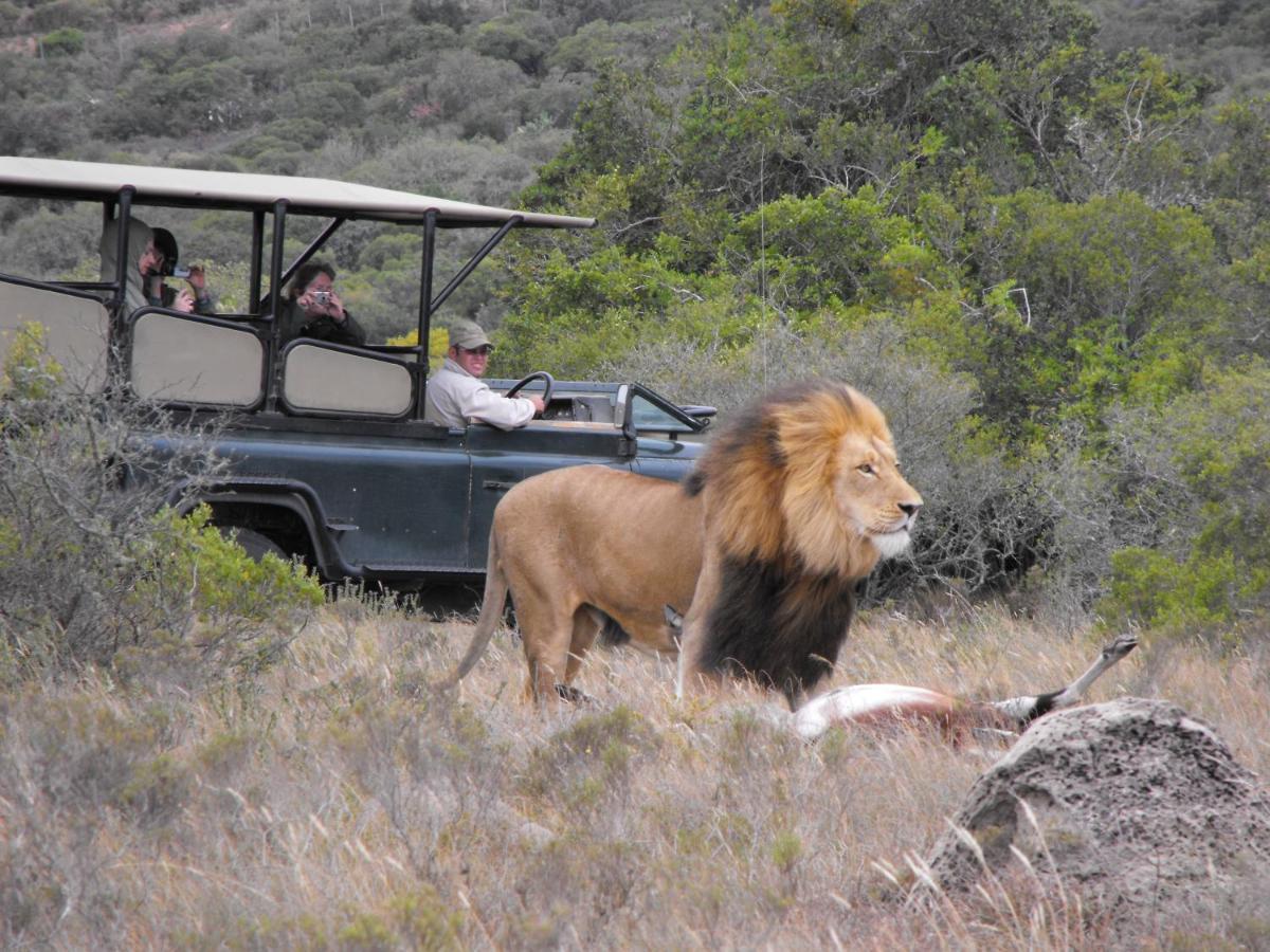 Safari Lodge - Amakhala Game Reserve ภายนอก รูปภาพ