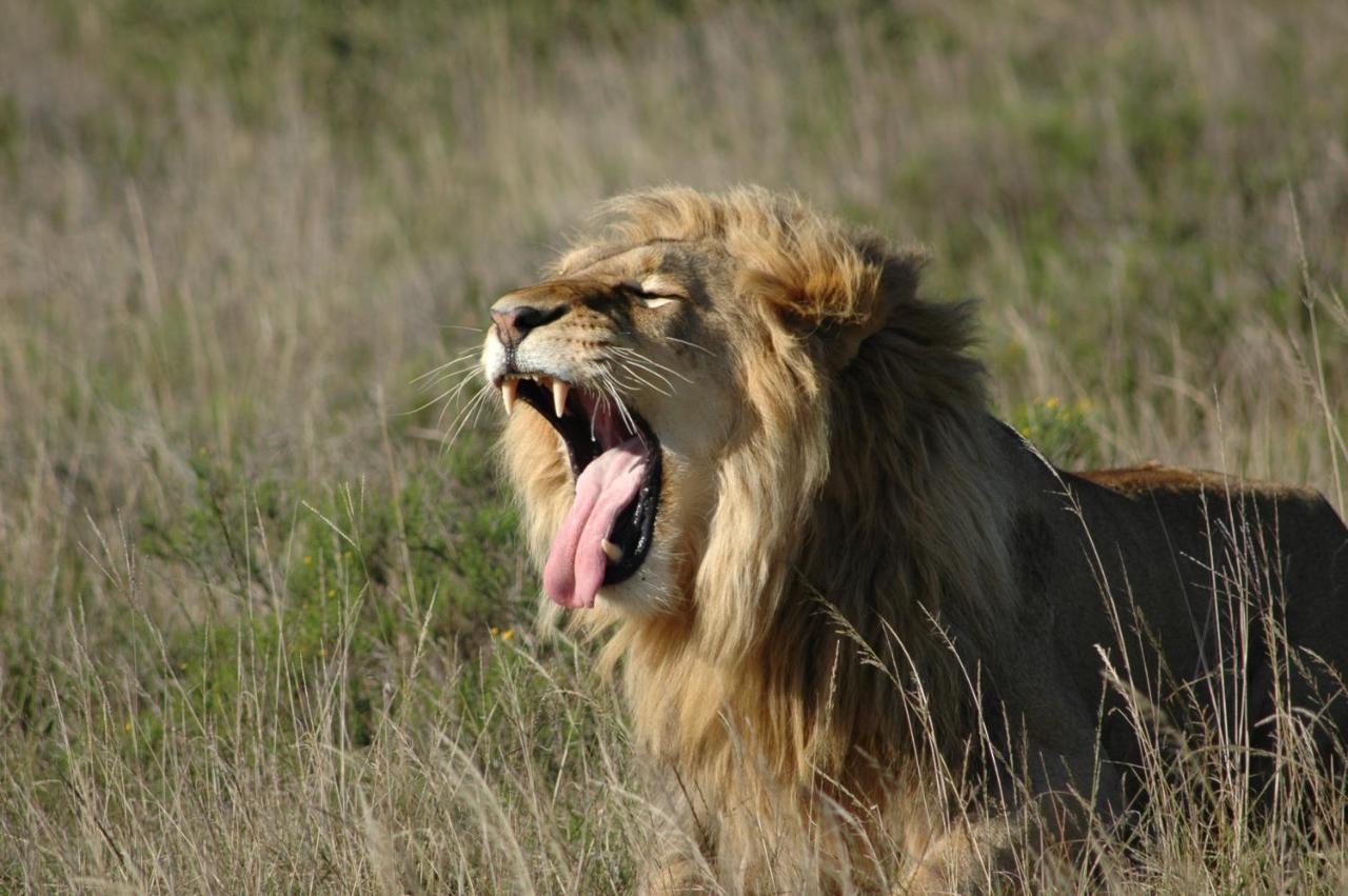Safari Lodge - Amakhala Game Reserve ภายนอก รูปภาพ