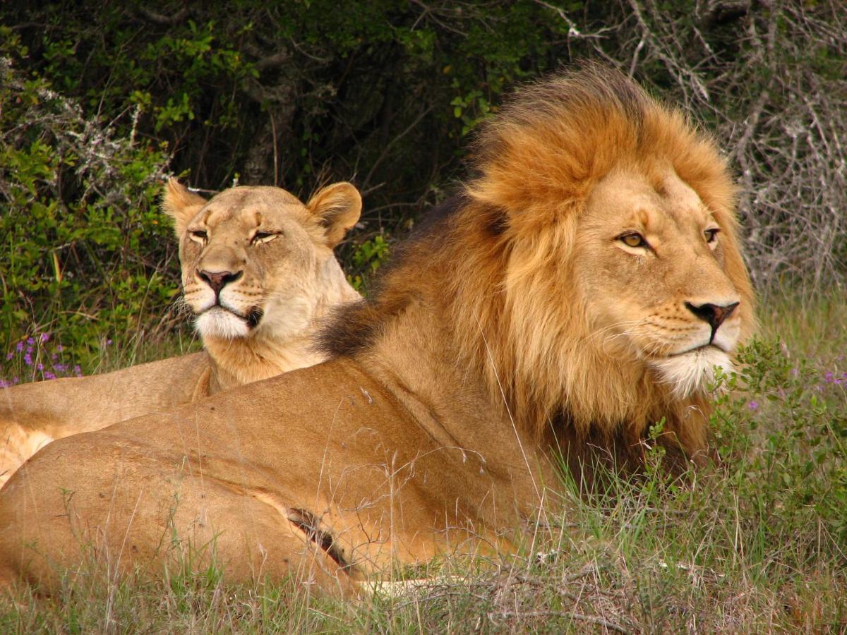 Safari Lodge - Amakhala Game Reserve ภายนอก รูปภาพ