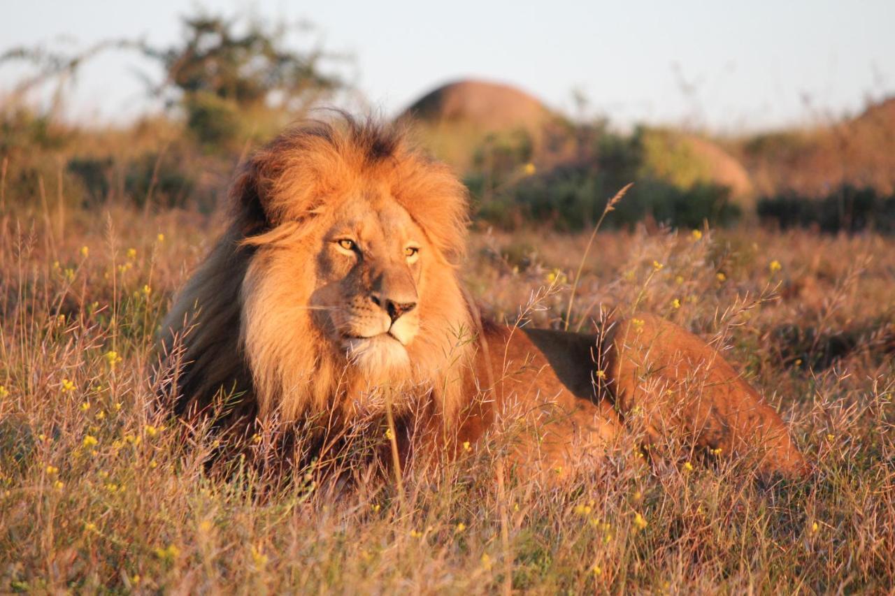 Safari Lodge - Amakhala Game Reserve ภายนอก รูปภาพ