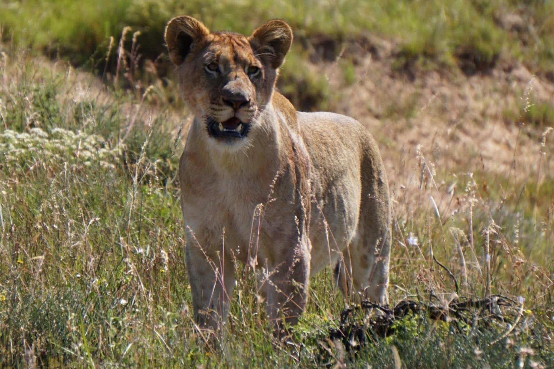 Safari Lodge - Amakhala Game Reserve ภายนอก รูปภาพ