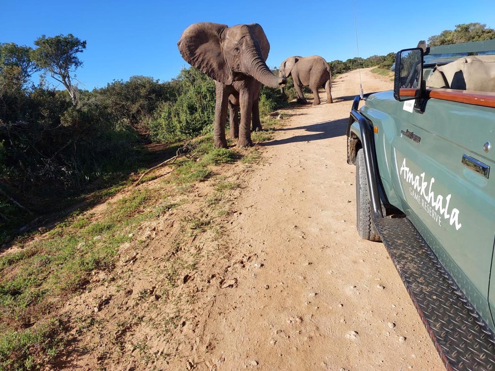 Safari Lodge - Amakhala Game Reserve ภายนอก รูปภาพ